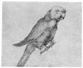 Drer, Albrecht: Papagei