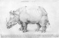 Drer, Albrecht: Rhinozeros